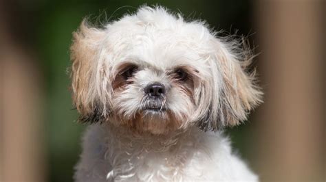 Shih Tzu Skin Problems Issues Allergies Bumps How Treat Vlrengbr