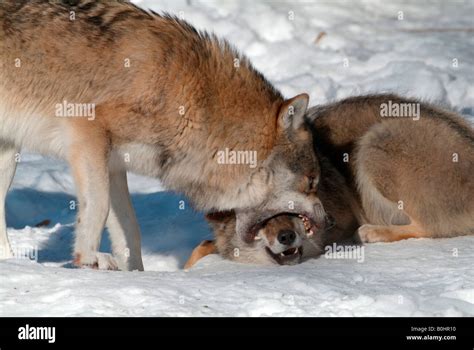 Gray Wolf Or Timber Wolf Canis Lupus Biting Into The Snout Of A