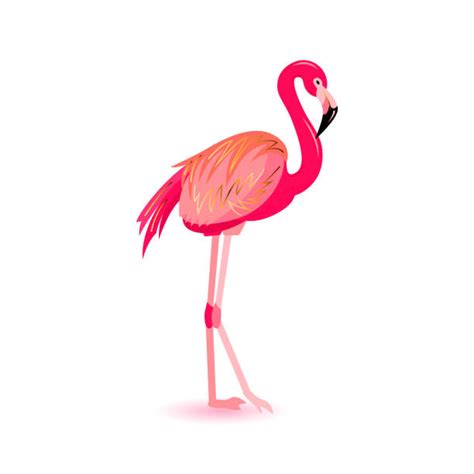 Flamingo Clipart Illustrations Royalty Free Vector