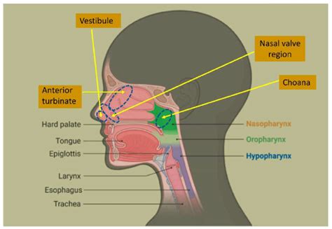 Anatomy Of The Nasal Cavity Download Scientific Diagram