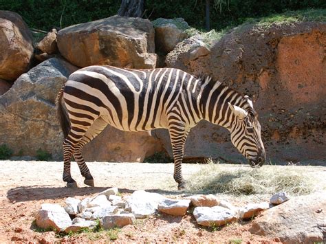 The Online Zoo Plains Zebra
