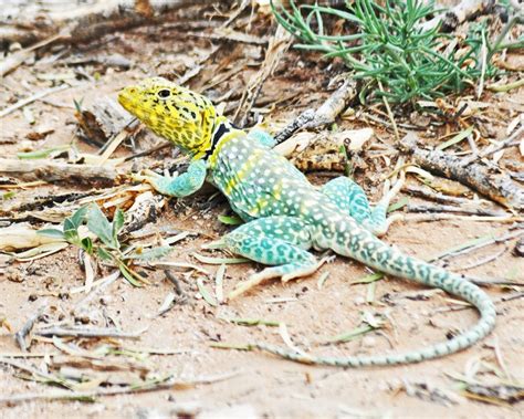 A Stunning Example Of A West Texas Collared Lizard Smithsonian Photo