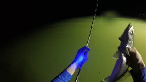 Night Fishing For Speckled Trout Youtube