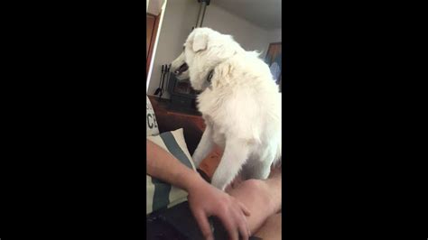 Dog Loves A Belly Scratch Youtube