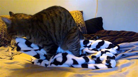 Confused Cat Humping My Blanket Youtube