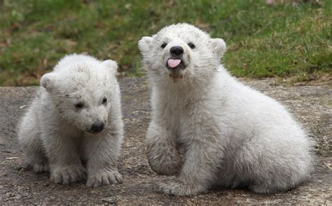 Polar Bear Twins Picture Cutest Baby Animals From Around