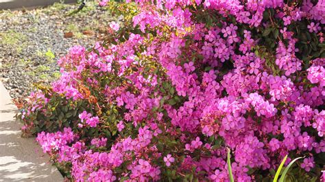 Free Images Nature Flower Bloom Pink Flora Flowers Sunny Shrub