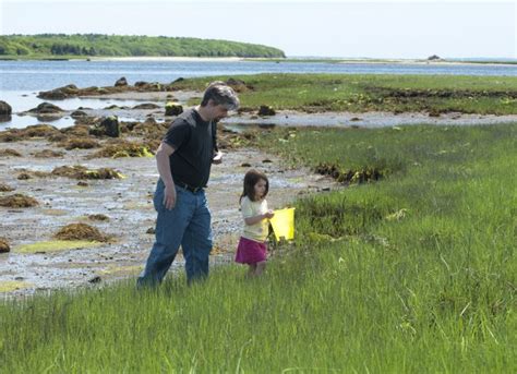 Places You Can Explore A Salt Marsh And Some Wildlife You Might