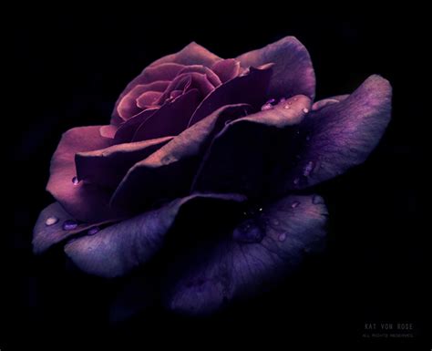 Midnight Rose By Kat Von Rose On Deviantart