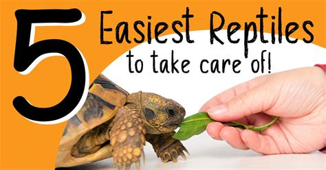 So What Are The 5 Easiest Reptiles To Care Of Reptiles