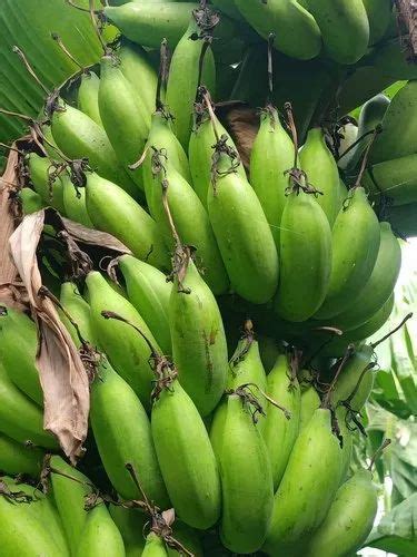 A Grade Tamil Nadu Green Yelakki Banana Packaging Size 20 Kg At Rs 28