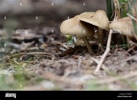 Closeup Of Fungi Growing On The Forest Floor In Michigan Stock Photo