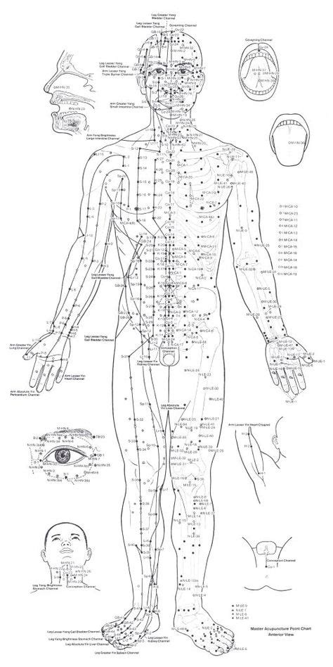 127 Best Meridian Charts Images Acupuncture Accupuncture Acupressure