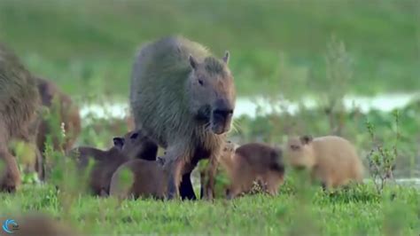 Capybara Facing A Giant Anaconda Too Dangerous Unexpected End For