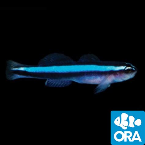 Ora Blue Neon Goby Captive Bred Oceans Garden Aquaculture