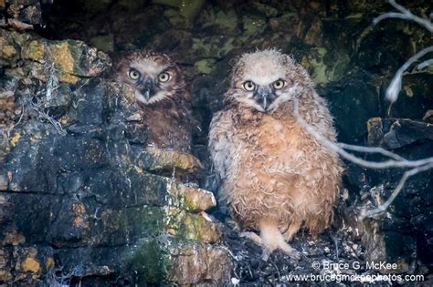 Great Horned Owlets Bruce G Mckee Photos