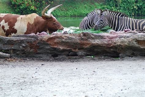 Zebra And Bull Eating Together Photo