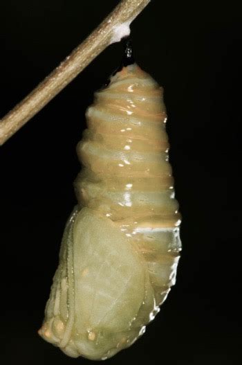 What Is The Difference Between A Chrysalis A Cocoon And A Pupa