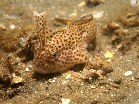 Spotted handfish: Survival of Australian fish that 'walks' along the ...