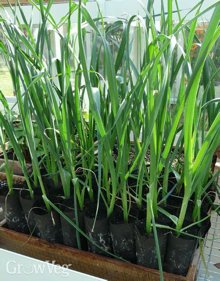 Growing Leeks From Sowing To Harvest