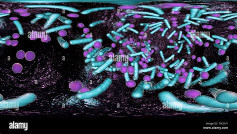 Bacteria In A Biofilm Illustration Stock Photo Alamy