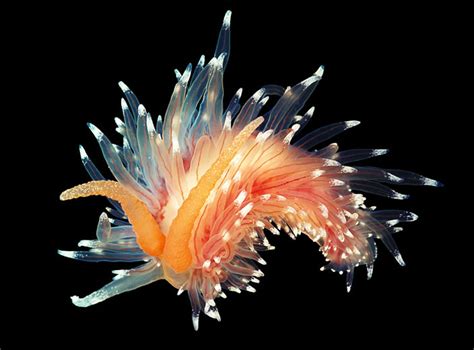 Glowing Underwater Creatures Natural Underwater Photograph