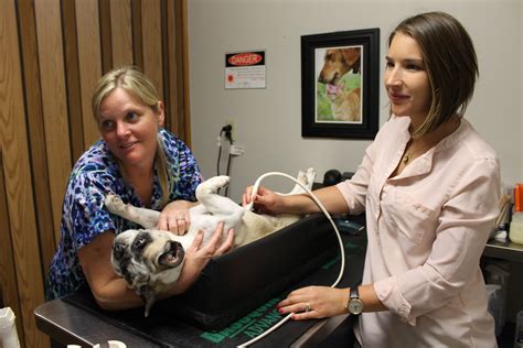 Pet Radiology In Deland Fl Diagnostics Countryside Animal Clinic