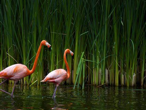 Free Download Pink Flamingos Wallpapers And Images Wallpapers Pictures
