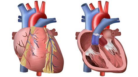 Inside The Heart Diagram Human Body Anatomy