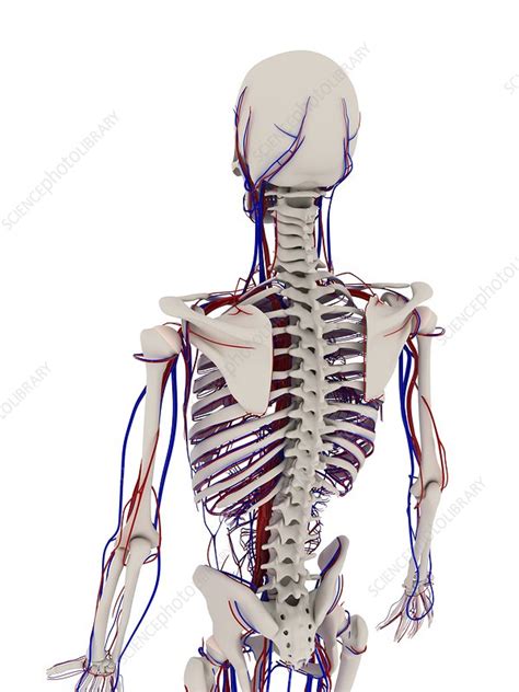Human Anatomy Artwork Stock Image F0041724 Science Photo Library