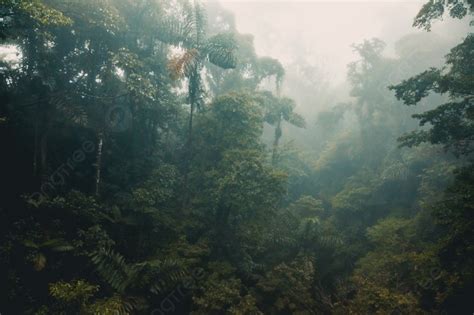 Foggy Sky In The Jungle Tropical Forest Morning In The Woods Exotic