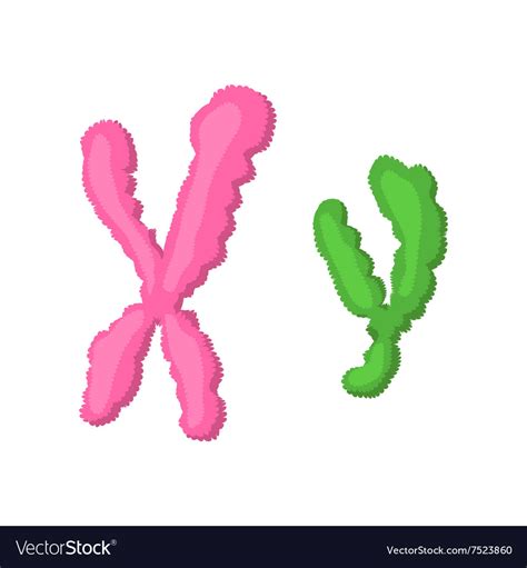 X And Y Chromosome Cartoon Icon Royalty Free Vector Image