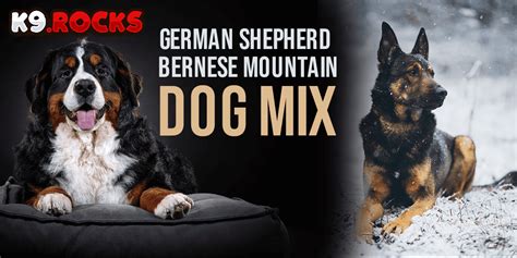 German Shepherd And Bernese Mountain Dog Mix Breed Facts K9 Rocks