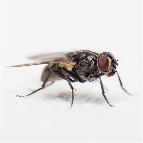 Fly Close Up Photography Of Black Common Housefly Asilidae Image Free Photo