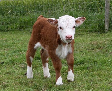 Miniature Hereford Gulliver Our First Mini Hereford Bull At Just