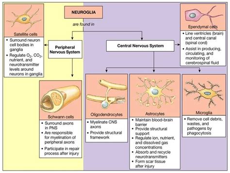 Figure 126 A Neuron Nervous Tissue Physiology Nervous System