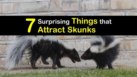 7 Surprising Things That Attract Skunks