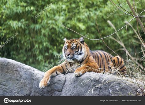 Tiger Lying On A Rock Resting Tiger Close Up In The Forest Stock