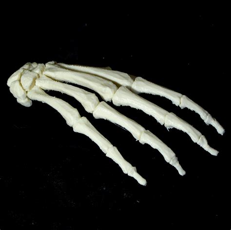 3d Printable Bone Hand Right By Dario Baldi
