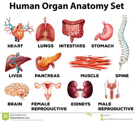 Diagram Of Human Organs Female Body Diagram Of Organs Female Lovely