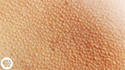 The Weird And Wonderful Science Of Goose Bumps Good Video