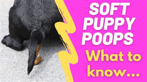 What Does Puppy Poop Look Like Animalspick