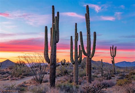 Bold Stand Of Saguaro Cactus At Sunset Near Phoenix Arizona Photo