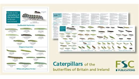 Caterpillar Id Chart