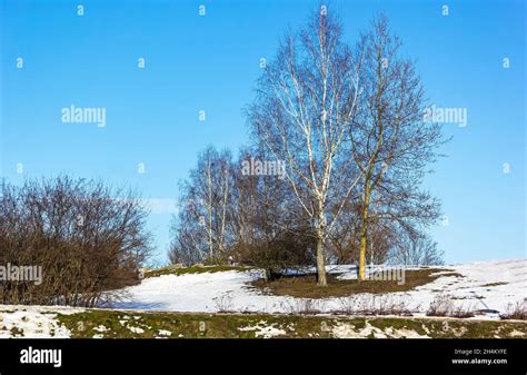Snow Melting In Birch Forest In Early Spring Stock Photo Alamy
