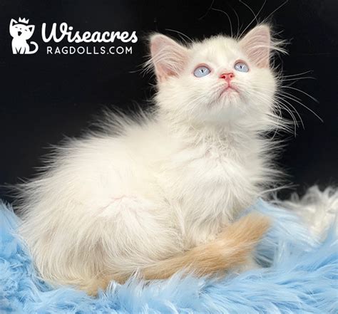 Purebred Cream Point Ragdoll Kitten For Sale Wiseacres