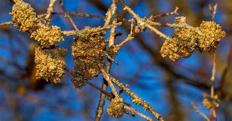 How To Manage Forsythia Gall Disease Make House Cool