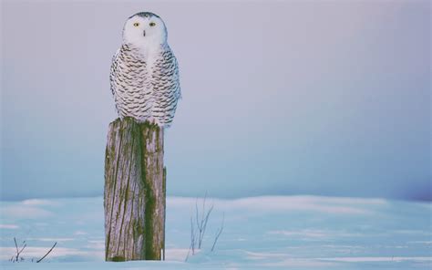 Wallpaper Birds Animals Winter Blue Owl Bird Vertebrate