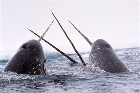 Unicorn Whale - Unicorns Rule!