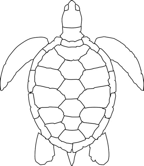 Free Image on Pixabay - Turtle, Animal, Reptile, Carapace | Turtle outline, Turtle coloring ...